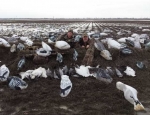 Missouri snow goose hunting