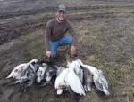 snow goose hunting Missouri