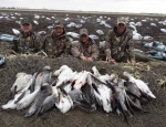 guided snow goose hunts