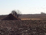 snow geese