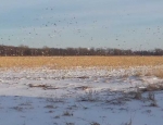 snow geese