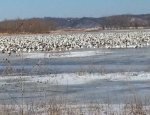 snow geese