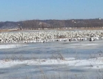 spring snow goose hunting