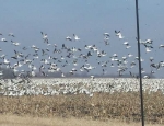 snow geese