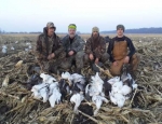 snow geese