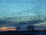 snow geese