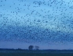 snow geese