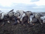 guided goose hunts