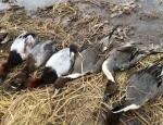 SE Missouri duck hunting