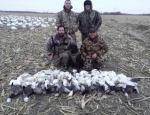 spring snow goose hunting