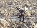 Duck hunting