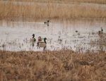 duck hunting
