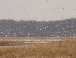 snow geese
