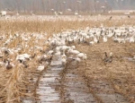 snow goose
