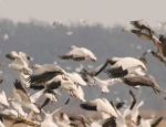 Missouri snow goose hunting