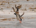 Missouri duck hunting