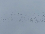 duck hunting