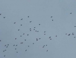 Missouri guided duck hunting