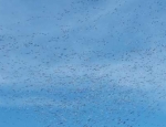 snow geese