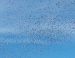 snow geese