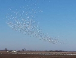 snow geese