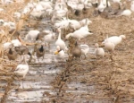 snow goose