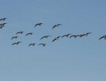 Missouri goose hunting