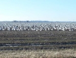 snow geese