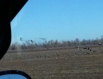 goose hunting