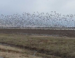 snow geese