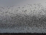 snow geese