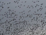 snow geese