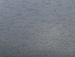 spring snow goose hunting