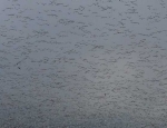 spring snow goose hunting