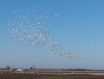 snow geese