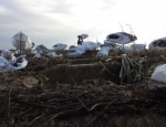 missouri goose hunting