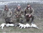 guided goose hunts