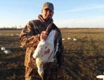 snow goose