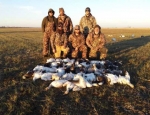 snow geese