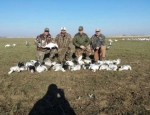 Spring snow goose hunting