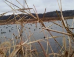 Duck hunting