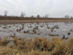 Duck Hunting
