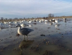 Goose Hunting