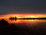 Guided Goose hunting