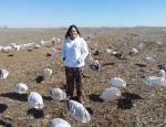 Spring snow goose hunting