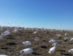 Snow Goose Hunting in Missouri