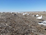 Snow Geese