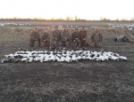 snow goose hunting