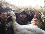 Snow Goose Hunting in Missouri
