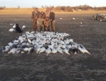 Snow Goose Hunting